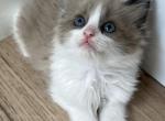 Seal Mink Bicolor Ragdoll Boy - Ragdoll Kitten For Sale - 