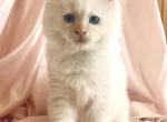 Flame point ragdoll - Ragdoll Kitten For Sale - Clay&comma; PA&comma; US