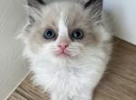 Blue Mink Bicolor Ragdoll Girl - Ragdoll Kitten For Sale - 