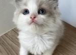 Blue Mink Bicolor Ragdoll female - Ragdoll Kitten For Sale - 