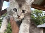 Umka Everest 2 - Maine Coon Kitten For Sale - 
