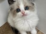 Blue Mink Bicolor Ragdoll kitty - Ragdoll Kitten For Sale - Vancouver&comma; WA&comma; US