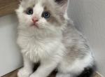 Blue Mink Bicolor Ragdoll kitten - Ragdoll Kitten For Sale - Vancouver&comma; WA&comma; US