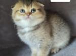 Rosette - Scottish Fold Cat For Sale - 