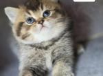 Raisin - Scottish Straight Cat For Sale - 