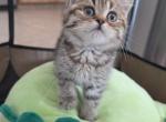 Oreo - Scottish Straight Kitten For Sale - 
