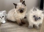 luca - Ragdoll Kitten For Sale - Barrington&comma; IL&comma; US