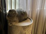 Lucy - Scottish Fold Cat For Sale - Oakville&comma; MO&comma; US