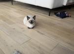 nico - Siamese Kitten For Sale - Barrington&comma; IL&comma; US