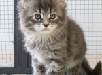 Emma1 - Maine Coon Kitten For Sale - 