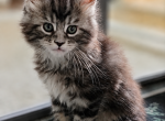 Emma2 - Maine Coon Kitten For Sale - 
