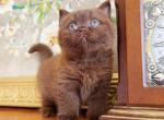 Cocomo - British Shorthair Kitten For Sale - Clifton&comma; NJ&comma; US