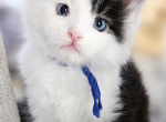 Izzy2 - Maine Coon Kitten For Sale - 