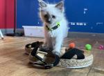 Miss Light Green - Ragdoll Kitten For Sale - Etters&comma; PA&comma; US