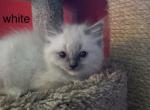Yoda - Ragdoll Kitten For Sale - Etters&comma; PA&comma; US