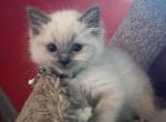 Yoda - Ragdoll Kitten For Sale - Etters&comma; PA&comma; US