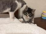 Jaspur - American Longhair Kitten For Sale - Stockton&comma; CA&comma; US