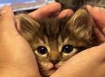 Wren - American Longhair Kitten For Sale - Stockton&comma; CA&comma; US