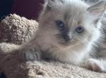 Mister Magenta - Ragdoll Kitten For Sale - Etters&comma; PA&comma; US