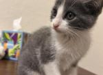 Willow - Domestic Kitten For Sale - 
