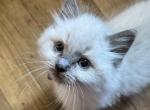 Mister Dark Blue - Ragdoll Kitten For Sale - Etters&comma; PA&comma; US