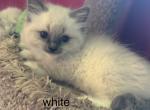 Mister White - Ragdoll Kitten For Sale - Etters&comma; PA&comma; US