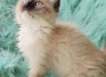 Bella full breed Ragdoll - Ragdoll Kitten For Sale - WA&comma; US
