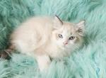Snowflake female Ragdoll - Ragdoll Kitten For Sale - WA&comma; US