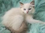 Snowball female Ragdoll - Ragdoll Kitten For Sale - WA&comma; US