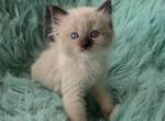 Daisy female Ragdoll - Ragdoll Kitten For Sale - WA&comma; US