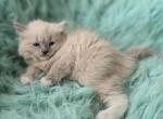 Hazel female Ragdoll - Ragdoll Kitten For Sale - WA&comma; US