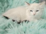 Jack male Ragdoll - Ragdoll Kitten For Sale - WA&comma; US