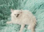 Lucky male ragdoll - Ragdoll Kitten For Sale - WA&comma; US
