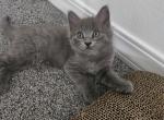 Texas Brazil Paris London - Maine Coon Kitten For Sale - Marysville&comma; WA&comma; US
