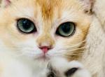 british - British Shorthair Kitten For Sale - 
