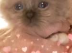 No name 27 - Ragdoll Kitten For Sale - Niles&comma; OH&comma; US