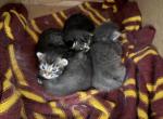 Cocoa Bean Litter - Maine Coon Kitten For Sale - PA&comma; US
