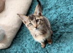 Sahara - Chausie Kitten For Sale