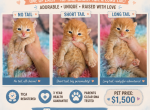 Male highlanders - Highlander Cat For Sale - 