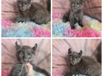 Male n female highlander - Highlander Kitten For Sale - Frenchtown&comma; MI&comma; US