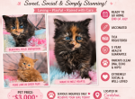 New mainecoon liter all females left - Maine Coon Kitten For Sale - Frenchtown&comma; MI&comma; US
