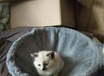 Color point siamese - Siamese Kitten For Sale - 