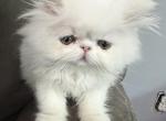 White Exotic Longhair boy Kitten - Persian Kitten For Sale - 