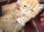 Exotic Longhair Red and white female - Persian Kitten For Sale - 