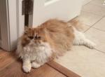 Persian cat - Persian Cat For Sale - Ontario&comma; NY&comma; US