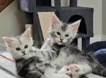 Litter U - Maine Coon Kitten For Sale - 