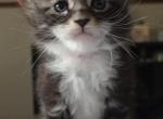 IZZY2C - Maine Coon Kitten For Sale - Perry&comma; FL&comma; US