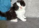 Black and white - Persian Kitten For Sale - Mercer&comma; PA&comma; US