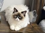 Rick - Ragdoll Kitten For Sale - Peoria&comma; IL&comma; US