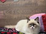 Rick - Ragdoll Kitten For Sale - Peoria&comma; IL&comma; US